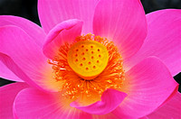 Biltmore Lotus