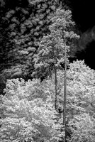 UNC Botanical Gardens [Infrared]