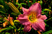 Oakes Day Lilies 6