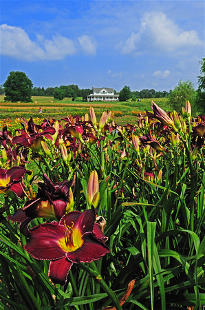 Oakes Day Lilies 1