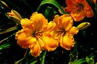 Oakes Day Lilies 2