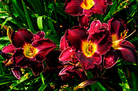 Oakes Day Lilies 3
