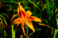 Oakes Day Lilies 4