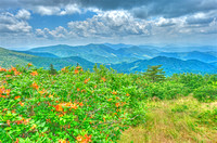The View from Roan Mtn.