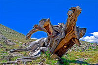 Mt. Evans Tree Stump