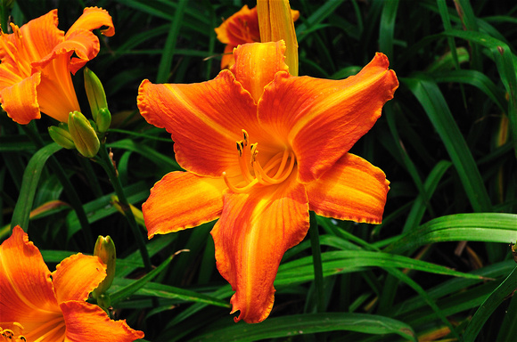 Oakes Day Lilies 7