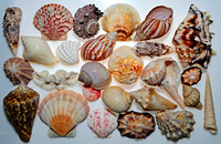 Sea Shells [not] by the Seashore