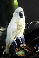 Cockatoo, Cartagena Columbia