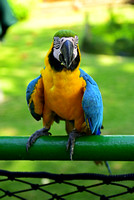 Macaw, Cartagena Columbia