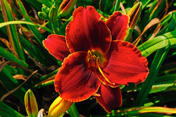 Oakes Day Lilies 5