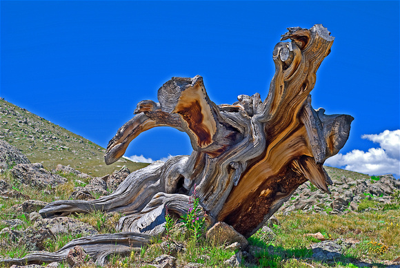 Mt. Evans Tree Stump